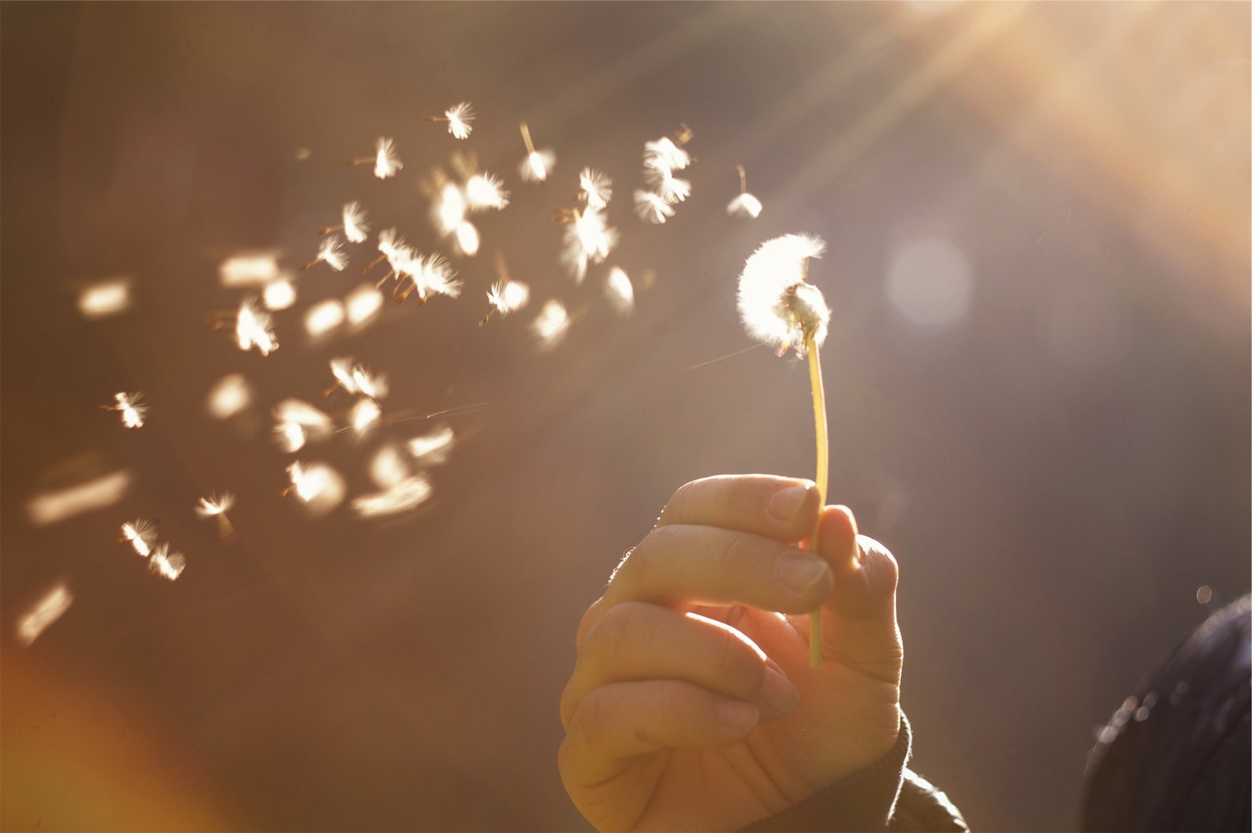 Person Blowing a Dandelion